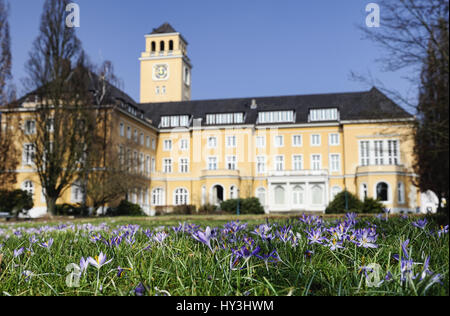 Les crocus en fleurs avant l'hôtel de ville de Bergedorfer dans village de montagne, Hambourg, Allemagne, Europe, Blühende Krokusse vor dem Rathaus Bergedorfer dans B Banque D'Images