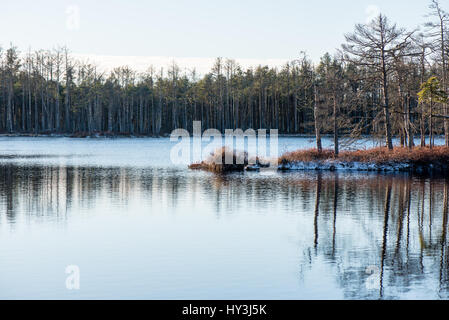 Avec l andscape plantes gelés et la gelée blanche. Frosty matin en tourbière. Le parc national de Kemeri, Lettonie Banque D'Images