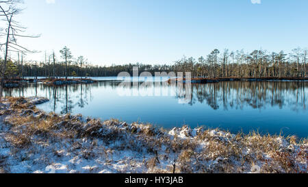 Avec l andscape plantes gelés et la gelée blanche. Frosty matin en tourbière. Le parc national de Kemeri, Lettonie Banque D'Images