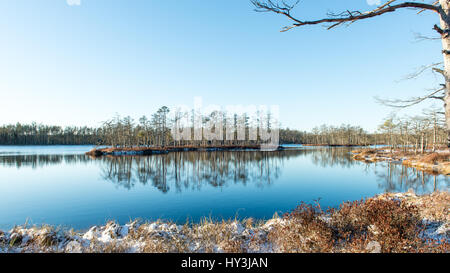 Avec l andscape plantes gelés et la gelée blanche. Frosty matin en tourbière. Le parc national de Kemeri, Lettonie Banque D'Images