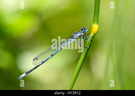 Petite libellule d'azur à cheval, vieille fille, Kleinlibelle Hufeisen-Azurjungfer Coenagrion puella Banque D'Images