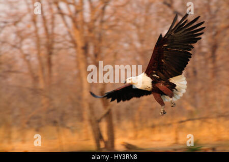 Flying Fish eagle dans les bois au Malawi Banque D'Images