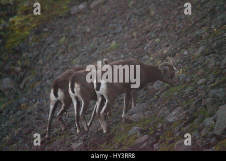 Alimentation de Putorana béliers neige Big Horn Putorana (RAMS). Les animaux endémiques du plateau de Putorana. Au nord de la Russie. La Sibérie. Réserver Putorana. La Russie. Banque D'Images