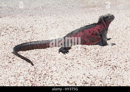 Mâle d'Iguana marine (Amblyrhynchus cristatus) dans les couleurs de la saison de reproduction se bassant sur le sable de plage de l'île d'Espanola Banque D'Images