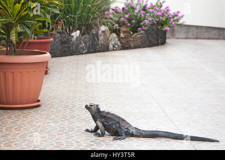 L'iguana marine se promenant dans le restaurant Puerto Ayora de l'île Santa Cruz, dans les Galapagos Banque D'Images