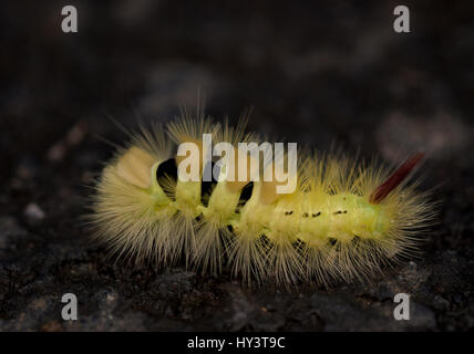 Calliteara pudibunda Pale tussock (caterpillar). Banque D'Images