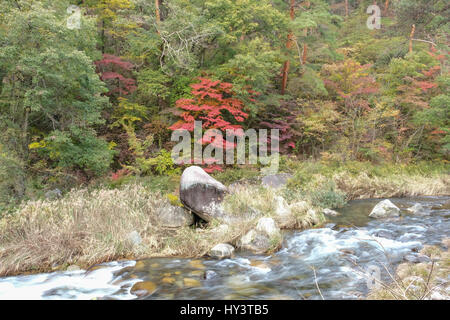 Le débit des rivières de plus de pierres en face de la couleur en automne les arbres dans les gorges de Shosenkyo, Japon Banque D'Images