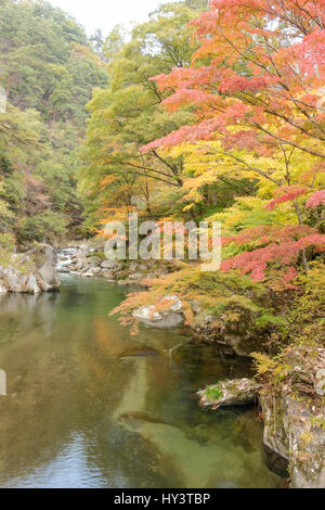 Rivière coule à travers forêt avec la couleur en automne les arbres dans les gorges de Shosenkyo, Japon Banque D'Images