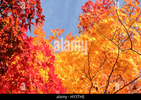 La couleur en automne les arbres avec ciel bleu à Kyoto, Japon Banque D'Images