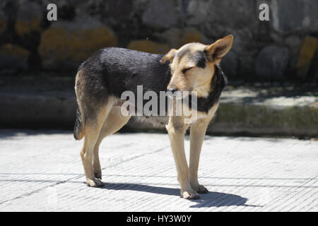 Pauvre chien assoiffé de chaleur pendant l'été en Amérique centrale Banque D'Images