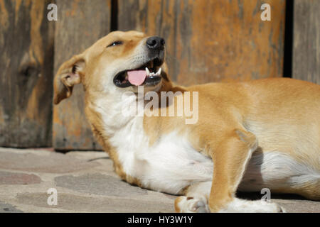 Chien assoiffé avec la langue est en train de dormir sur le dos sur un trottoir au cours de journée chaude Banque D'Images