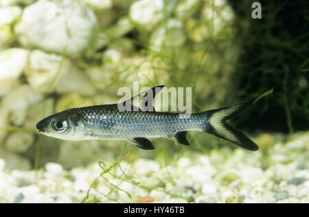 Haibarbe, Balantiocheilos melanopterus requin tricolore, bala, requin, requin, requin d'argent, Barbu-requin, requin argenté Banque D'Images