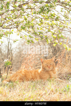 Ginger tabby cat reposant paisiblement sous un pommier en fleurs au printemps, l'arrière allumé par soleil Banque D'Images