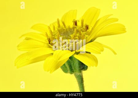 Arnica montana flower head contre fond jaune Banque D'Images