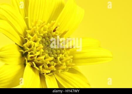 Arnica montana flower head contre fond jaune Banque D'Images