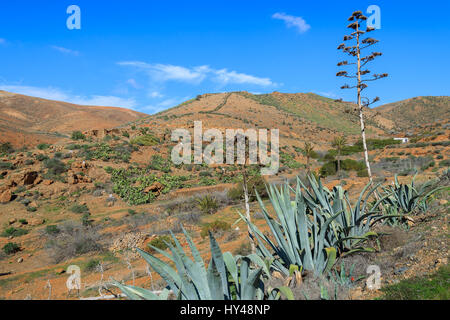 Plantes d'Agave rouge sur champ volcanique du sol dans des paysages de montagne, Fuerteventura, Îles Canaries, Espagne Banque D'Images