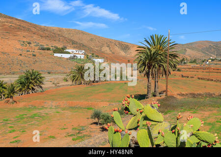 Cactus et palmiers sur terrain en zone rurale de Betancuria village, Fuerteventura, Îles Canaries, Espagne Banque D'Images