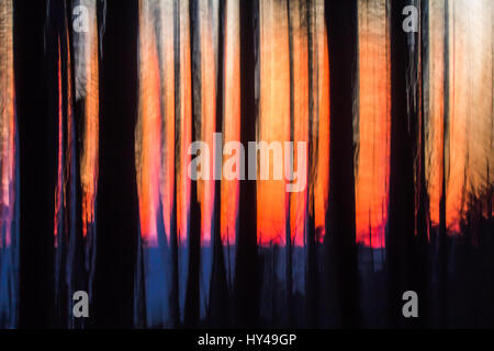 Image abstraite de la silhouette floue, les troncs des arbres au coucher du soleil sur l'océan. Image captée par un panoramique vertical Banque D'Images