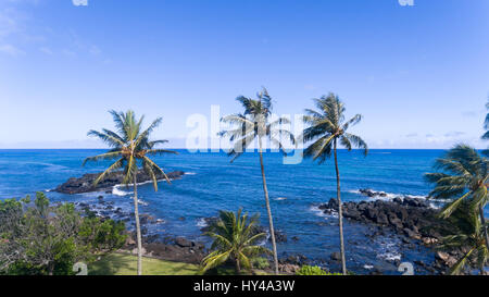 Palmiers sur la côte de north shore d'Oahu, Hawaii Banque D'Images