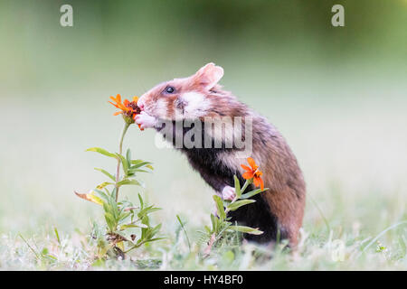 Grand hamster (Cricetus cricetus) en prairie, Vienne, Autriche Banque D'Images