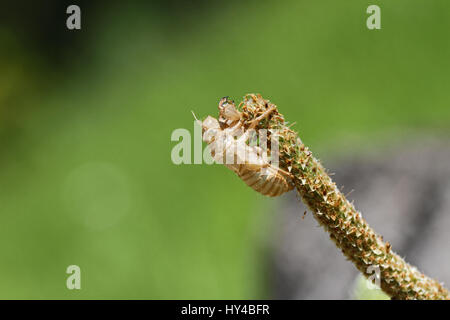 Cicada orni ou coquille vide de carter sur l'herbe insecte cigale mué ou reed en Italie nom Latin hémiptères des strabomantidés avec un oeil vert Banque D'Images