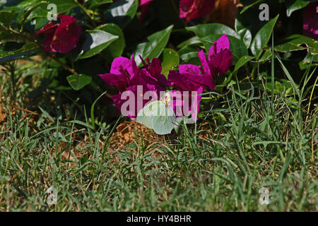 Cléopâtre mâle ou soufre papillon sur fleur bougainvillea en Italie. Nom latin gonepteryx rhamni cléopâtre de pieridae group Banque D'Images