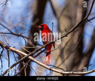 Un mâle Cardinal rouge (Cardinalis cardinalis) dans le sud-est du Michigan, USA. Banque D'Images