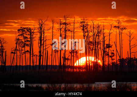 Lever du soleil sur les terres humides de marée, Blackwater National Wildlife Refuge, Cambridge, Maryland Banque D'Images