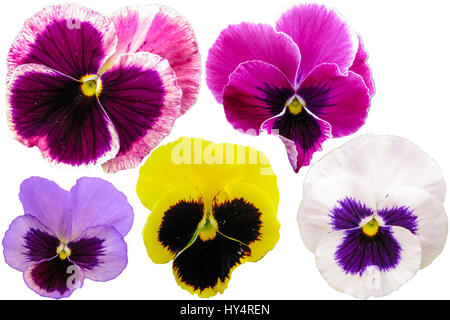 Pensées fleurs isolé sur blanc. Viola tricolor rouge bleu jaune macro Banque D'Images