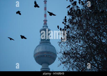 L'Allemagne, l'hoodiecrow assis dans un arbre en face de la tour de télévision de Berlin Banque D'Images