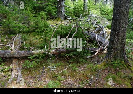 Plusieurs anciens des troncs et de l'écorce d'épinette avec de nouveaux flocons commence à se développer autour de la végétation Banque D'Images