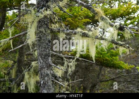 Old Man's Beard lichen accroché à des branches d'arbres secs. Cheveux longs, unique-comme le lichen. Sa gamme de couleurs, de bleu-vert jaune blanchâtre. Banque D'Images