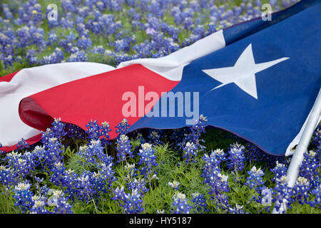 Low angle view of a Texas drapeaux portant des fleurs sur un lumineux bluebonnet journée de printemps dans le Texas Hill Country Banque D'Images
