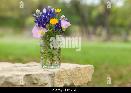 Un bouquet de fleurs sauvages du Texas du Texas Hill Country dans un pot Mason sur un mur de pierre. Soir, primevères, bluebonnets et marguerites jaunes. Banque D'Images