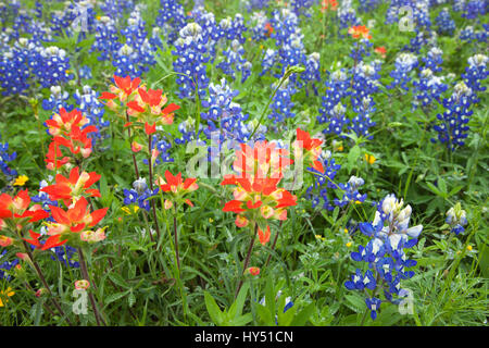 Un low angle view of Indian Paintbrush et Bluebonnets fleurs sauvages dans un champ au Texas Banque D'Images
