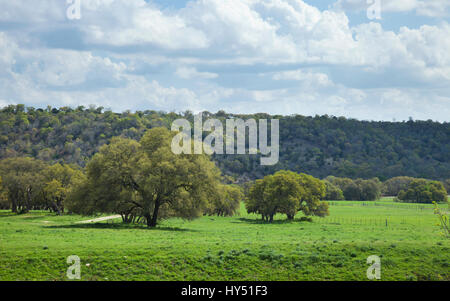 Un ranch pâturage avec des arbres dans le Texas Hill Country sur un après-midi ensoleillé Banque D'Images