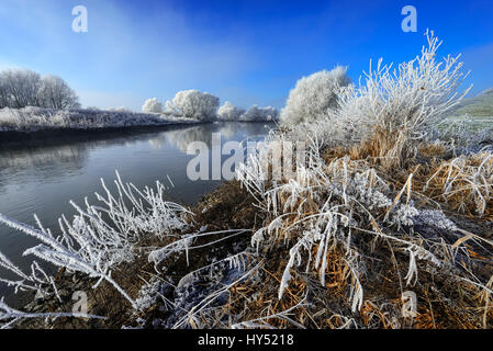 Wintry Elbufer dans la réserve naturelle Zollenspieker dans Kirchwerder, Hambourg, Allemagne, Europe, Winterliches Elbufer im Naturschutzgebiet Zollenspieker j Banque D'Images