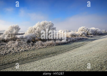 Wintry Elbufer dans la réserve naturelle Zollenspieker dans Kirchwerder, Hambourg, Allemagne, Europe, Winterliches Elbufer im Naturschutzgebiet Zollenspieker j Banque D'Images