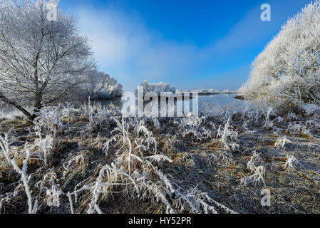 Wintry Elbufer dans la réserve naturelle Zollenspieker dans Kirchwerder, Hambourg, Allemagne, Europe, Winterliches Elbufer im Naturschutzgebiet Zollenspieker j Banque D'Images