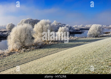 Wintry Elbufer dans la réserve naturelle Zollenspieker dans Kirchwerder, Hambourg, Allemagne, Europe, Winterliches Elbufer im Naturschutzgebiet Zollenspieker j Banque D'Images