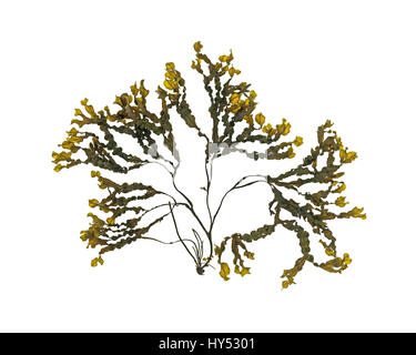 Fucus vesiculosus (Bladderrack) photographié sur une boîte à lumière/fond blanc. Banque D'Images