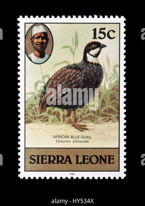 Timbre-poste à partir de la Sierra Leone Afrique représentant une caille Coturnix chinensis (bleu) Banque D'Images