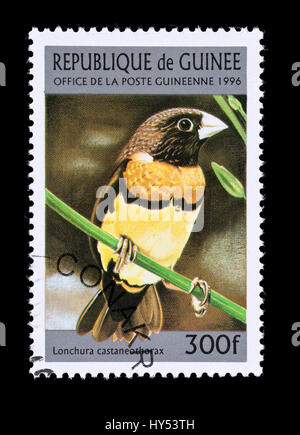 Timbre-poste représentant de la Guinée (Lonchura castaneothorax) Banque D'Images