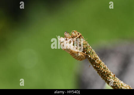 Cicada orni ou coquille vide de carter sur l'herbe insecte cigale mué ou reed en Italie nom Latin hémiptères des strabomantidés avec un oeil vert Banque D'Images