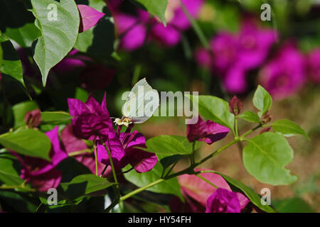 Cléopâtre mâle ou soufre papillon sur fleur bougainvillea en Italie. Nom latin gonepteryx rhamni cléopâtre de pieridae group Banque D'Images