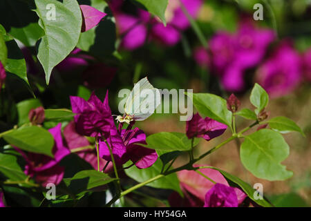 Cléopâtre mâle ou soufre papillon sur fleur bougainvillea en Italie. Nom latin gonepteryx rhamni cléopâtre de pieridae group Banque D'Images