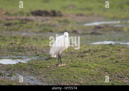 L'Aigrette garzette debout sur des rochers Banque D'Images