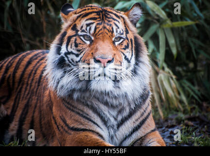 Un tigre de Sumatra assis dans le sous-bois Banque D'Images