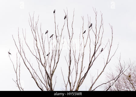 Les corneilles à capuchon perché sur le haut de branches d'arbre sont en attente de prendre la fuite pendant un jour d'hiver gris Banque D'Images