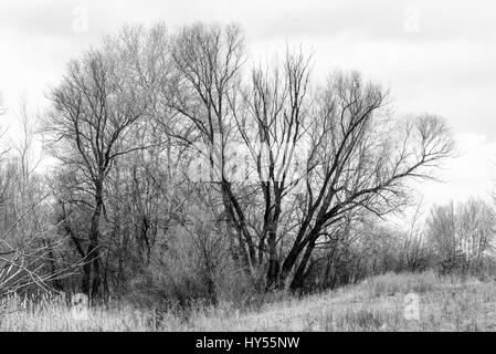 Image mélancolique en noir et blanc d'un arbre dépouillé de ses feuilles en hiver. Banque D'Images